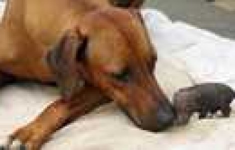  Top  Adorabil: 14 Adoptii neobisnuite!