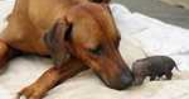  Top  Adorabil: 14 Adoptii neobisnuite!