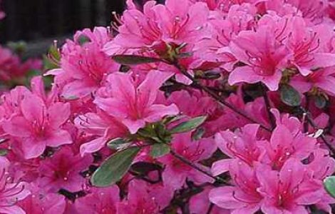 TOP 6 Plante despre care nu stiai ca sunt toxice