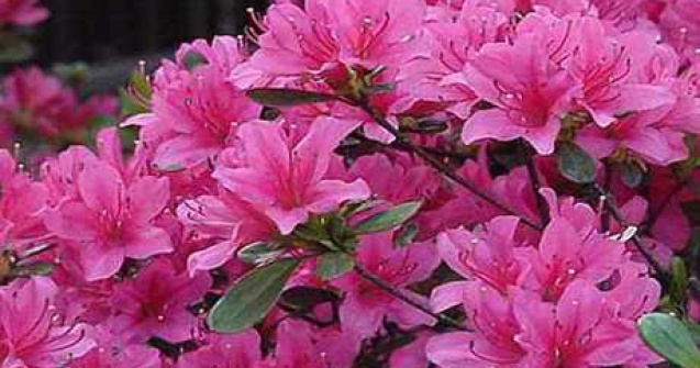 TOP 6 Plante despre care nu stiai ca sunt toxice