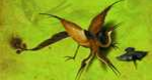 Luminile si umbrele sufletului