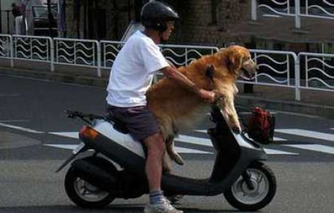  Top  25 de Poze: Cele mai tari momente cu cel mai bun prieten al omului