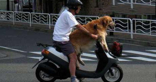  Top  25 de Poze: Cele mai tari momente cu cel mai bun prieten al omului