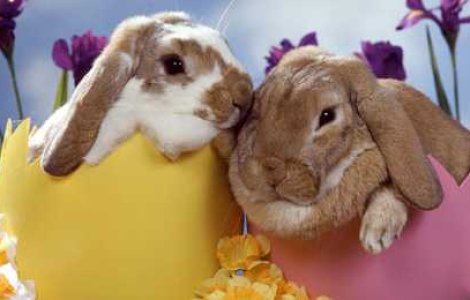 Cele mai siropoase mesaje primite de Paste