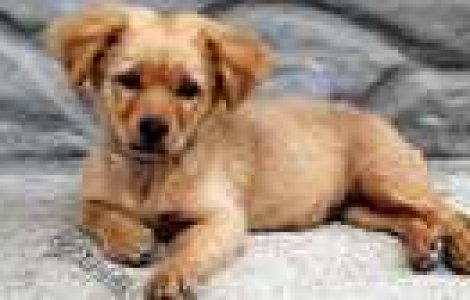  Top  TOP 10: Cei mai tari catelusi de pe Youtube