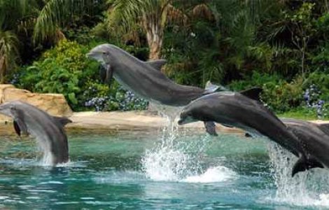 Delfinul RAMBO: Noul proiect secret al armatei