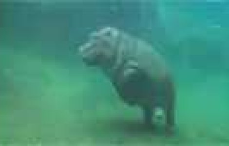 Asa danseaza un pui de hipopotam in apa!