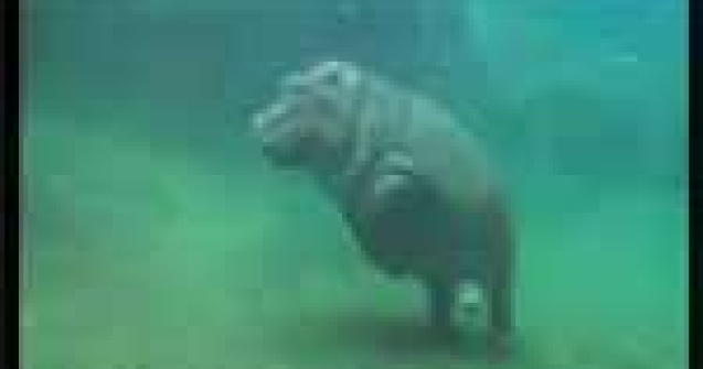 Asa danseaza un pui de hipopotam in apa!