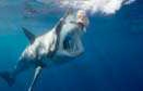 Shark Week! La Discovery Channel