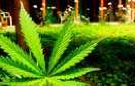 Care sunt efectele consumului de marijuana pe termen lung