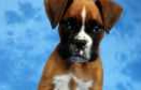 Problema cainilor maidanezi: eutanasie versus sterilizare