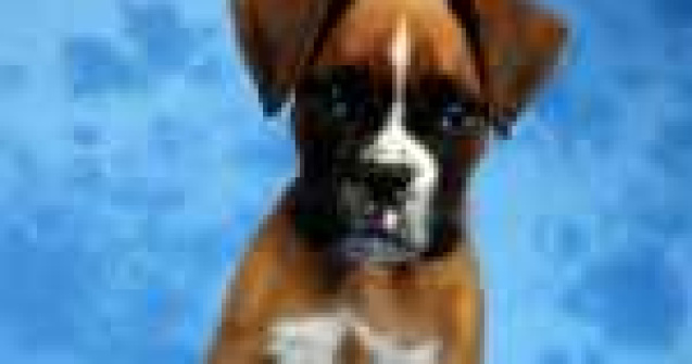 Problema cainilor maidanezi: eutanasie versus sterilizare