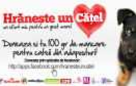 Hranste un catel! Campanie de ajutorare a cateilor din adaposturi