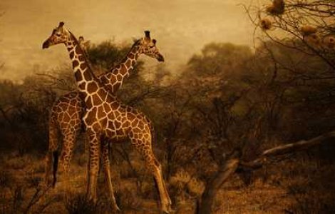  Top  Kenya - Descopera o civilizatie in 25 de poze magnifice