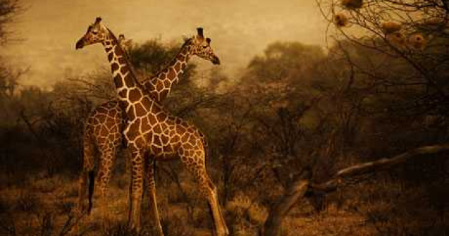  Top  Kenya - Descopera o civilizatie in 25 de poze magnifice