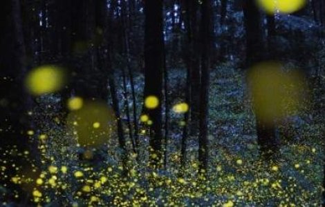  Top  Licuricii 'deseneaza' noaptea