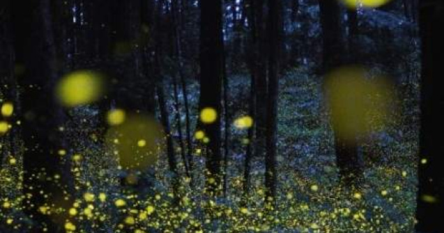  Top  Licuricii 'deseneaza' noaptea