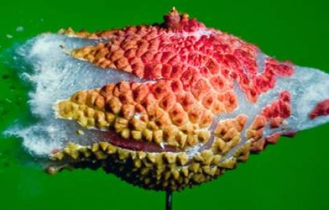  Top  Zece poze macro: Atunci cand mancarea explodeaza