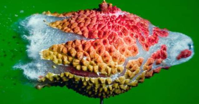  Top  Zece poze macro: Atunci cand mancarea explodeaza