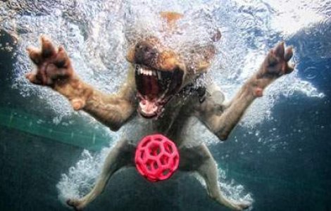  Top  9 fotografii cu cel mai bun prieten al omului...sub apa