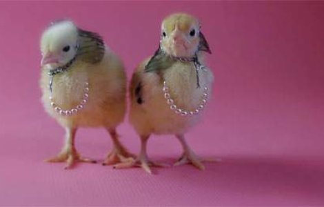  Top  Top 10 animatii bune de vazut in ziua de Paste