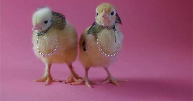  Top  Top 10 animatii bune de vazut in ziua de Paste