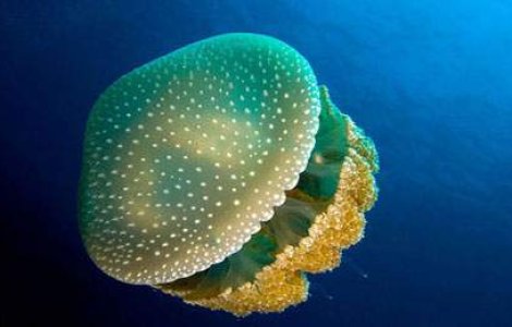  Top  FOTO: Frumoasa si bestia adancurilor