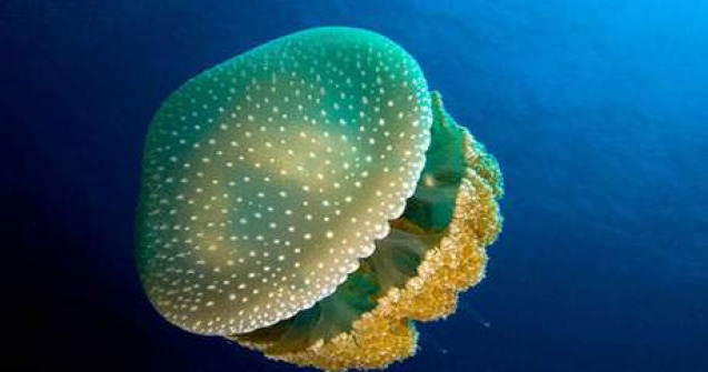  Top  FOTO: Frumoasa si bestia adancurilor