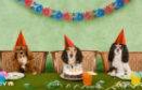  Top  TOP 10 cele mai amuzante clipuri ale momentului