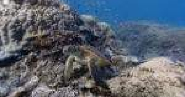 Scufundari in fata calculatorului. Google a lansat Street View subacvatic