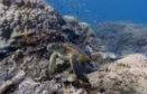 Scufundari in fata calculatorului. Google a lansat Street View subacvatic