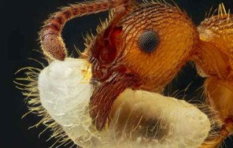  Top  Traim intr-o lume fascinanta: 30 de imagini uimitoare vazute prin microscop