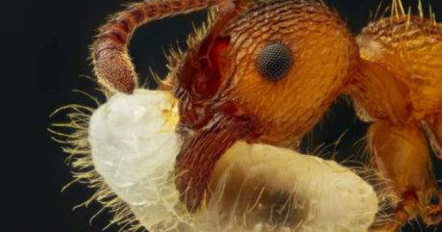  Top  Traim intr-o lume fascinanta: 30 de imagini uimitoare vazute prin microscop