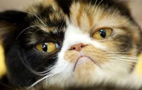 Ce cred pisicile despre oameni? Oamenii de stiinta au raspunsul