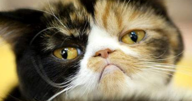 Ce cred pisicile despre oameni? Oamenii de stiinta au raspunsul