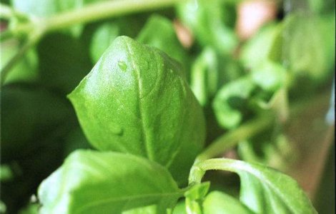  Top  Plante-medicament care te scapa de cele mai comune AFECTIUNI