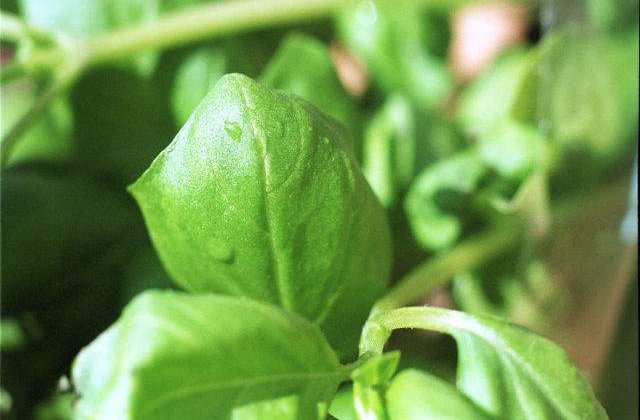 Fac MIRACOLE! Plante-medicament care te scapa de cele mai comune AFECTIUNI