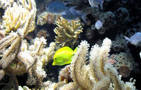 Coralii din Marea Bariera, modificati genetic pentru a supravietui