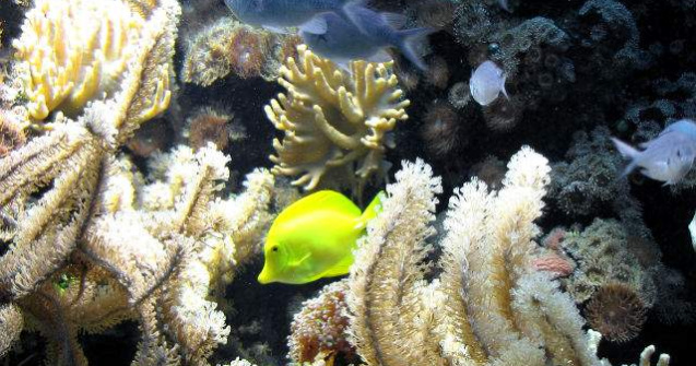 Coralii din Marea Bariera, modificati genetic pentru a supravietui