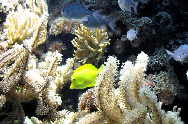 Coralii din Marea Bariera, modificati genetic pentru a supravietui