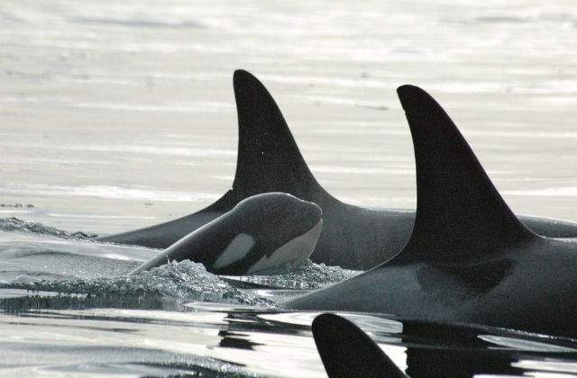 Clipul care iti va face ziua mai frumoasa: Balene ucigase, jucandu-se la malul marii