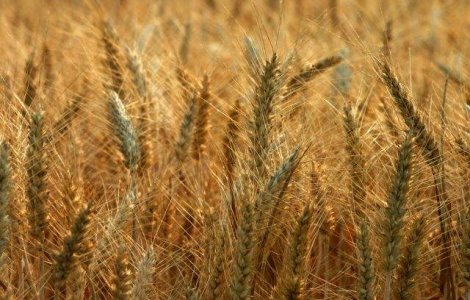 Egiptul a platit 42,8 mil. dolari pentru 180.000 de tone de grau romanesc