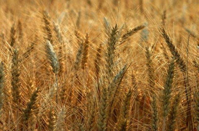 Egiptul a platit 42,8 mil. dolari pentru 180.000 de tone de grau romanesc