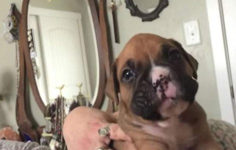  Video  Te vei topi de drag! Cum invata un pui de boxer sa urle