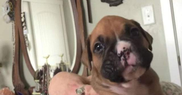  Video  Te vei topi de drag! Cum invata un pui de boxer sa urle