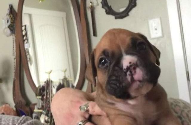 [VIDEO] Te vei topi de drag! Cum invata un pui de Boxer sa urle