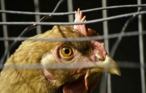 Numarul animalelor si pasarilor sacrificate a crescut in 2014