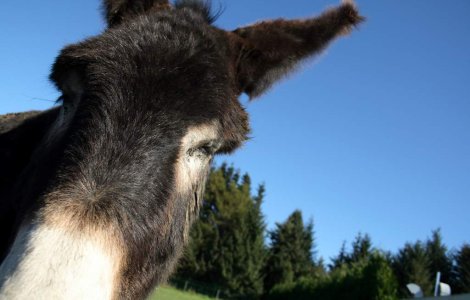 Povestea frantuzoaicei care a plecat prin Europa cu un magar