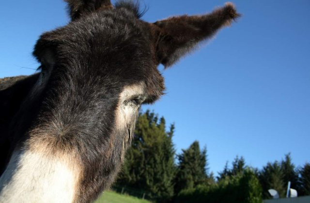 Povestea frantuzoaicei care a plecat prin Europa cu un magar si un catar