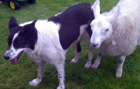  Video  Adorabil: Mielul care se crede caine